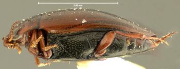 Media type: image;   Entomology 23917 Aspect: habitus lateral view